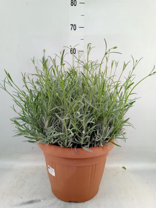 <h4>Lavandula angus.</h4>