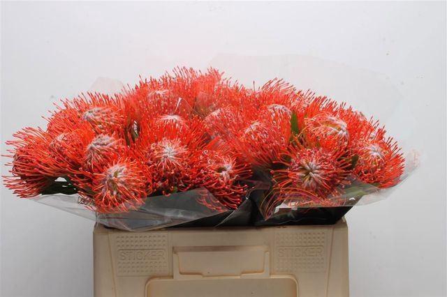 <h4>LEUC NUTANS TANGO</h4>