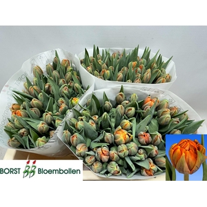 TU DU ORANGE PRINCES