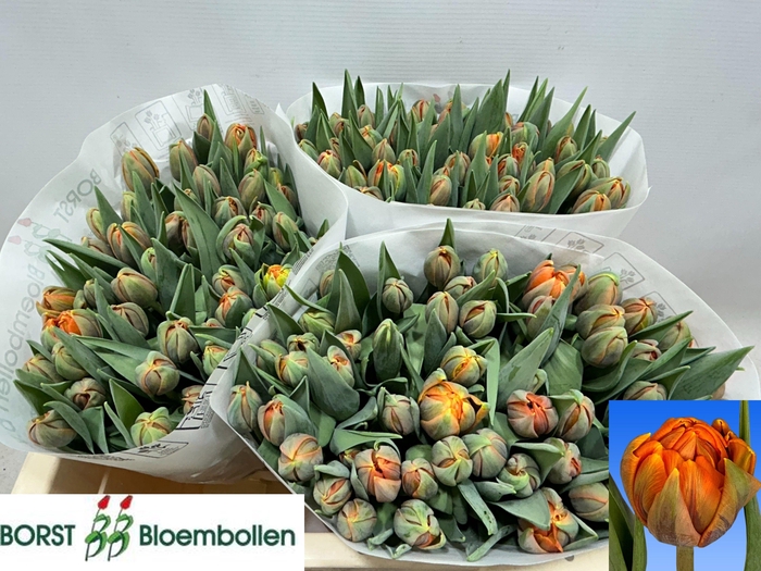 <h4>TU DU ORANGE PRINCES</h4>