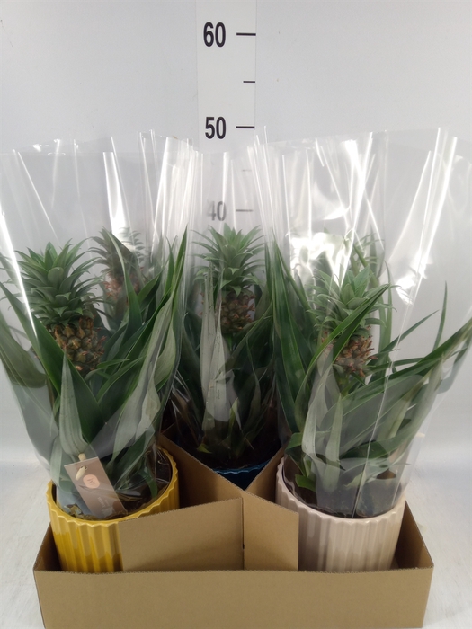 <h4>Ananas  'Mi Amigo'</h4>