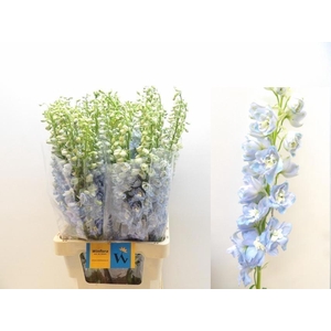 DELPH DU MAG FSKB WB