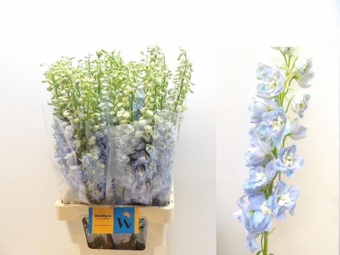 <h4>DELPH DU MAG FSKB WB</h4>