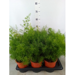 Asparagus dens. 'Sprengeri'