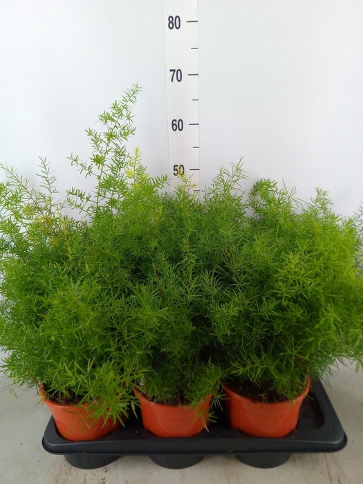 <h4>Asparagus dens. 'Sprengeri'</h4>