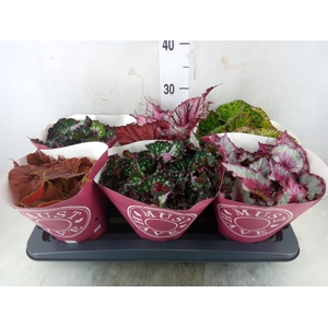 Begonia BD 'Beleaf'   ...mix