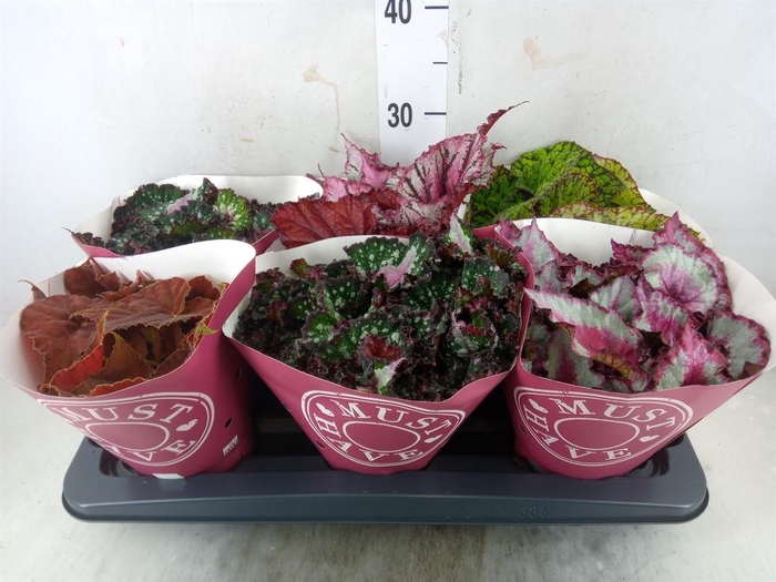 <h4>Begonia BD 'Beleaf'   ...mix</h4>