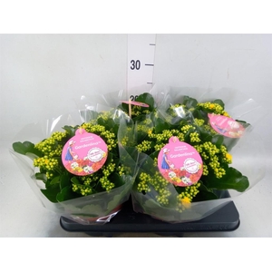Kalanchoe blos. 'Gardenlina'  ..mix