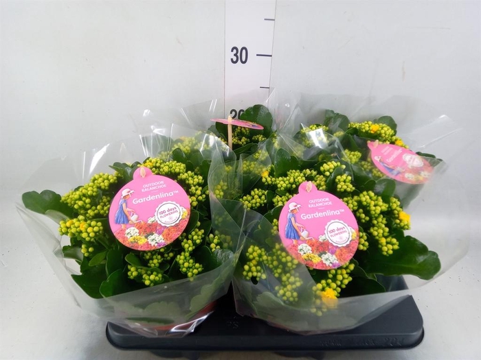 Kalanchoe blos. 'Gardenlina'  ..mix