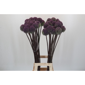 Allium Summer Drummer
