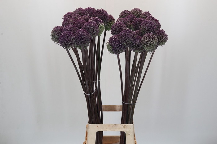 <h4>Allium Summer Drummer</h4>