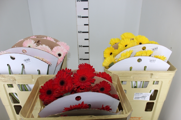 <h4>GERBERA VARIADA >10 CM DIAM >050 CM VARIADO</h4>