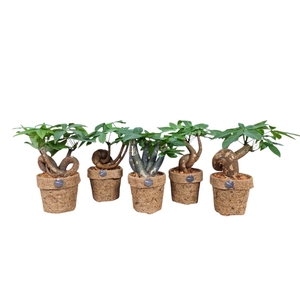 Pachira bonsai mix kokodama 14 cm