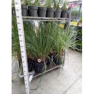 Cortaderia sell. 'Pumila'