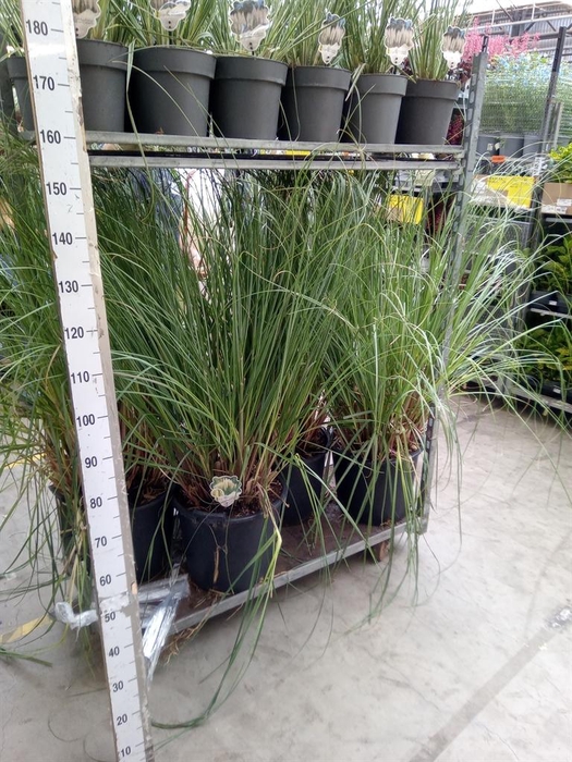 <h4>Cortaderia sell. 'Pumila'</h4>