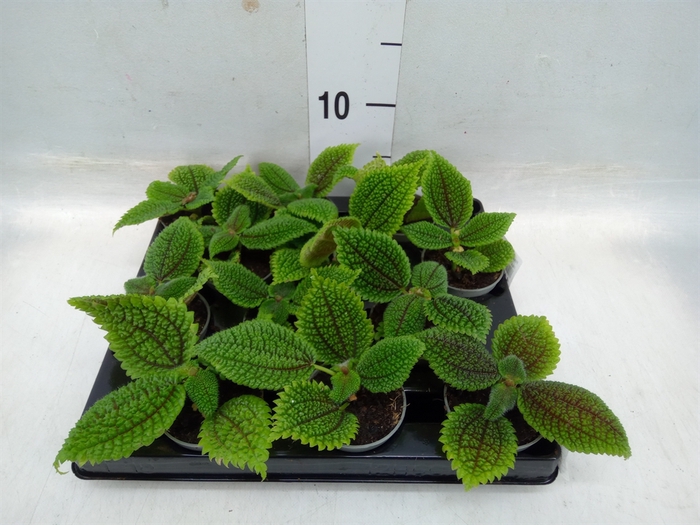 <h4>Pilea   ...</h4>