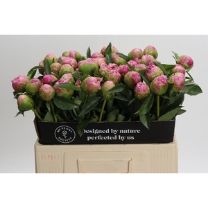Paeonia Jacorma