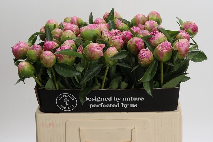 <h4>Paeonia Jacorma</h4>