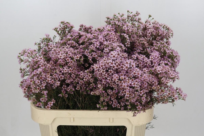 <h4>Chamelaucium Jupiter Solar</h4>