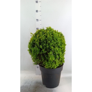 Buxus semp.   ...