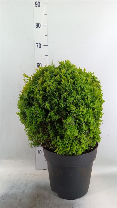 <h4>Buxus semp.   ...</h4>