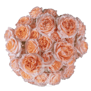 R TR FIBONACCI AUREUS Tessa