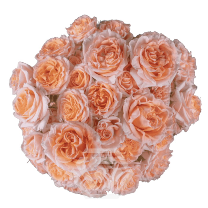 <h4>R TR FIBONACCI AUREUS Tessa</h4>