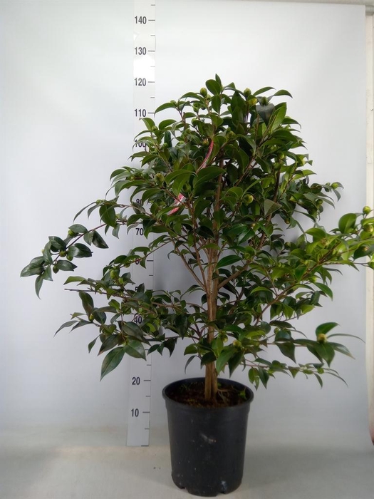 <h4>Camellia   ...</h4>