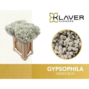 Gyps Big Xlence 10 gram Klaver