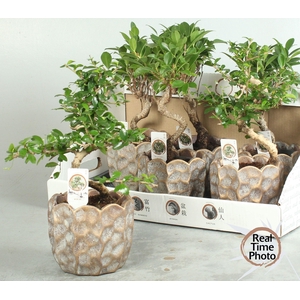 BONSAI GEM