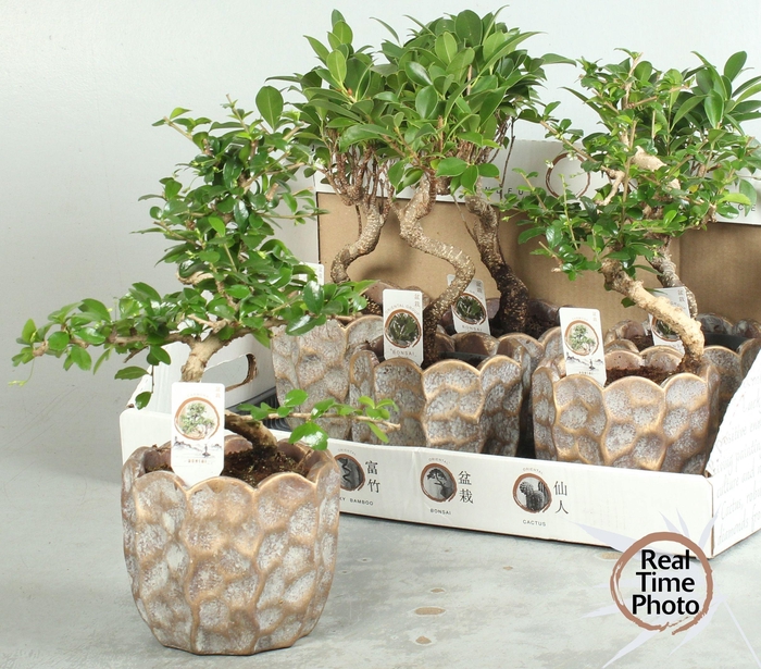 <h4>BONSAI GEM</h4>