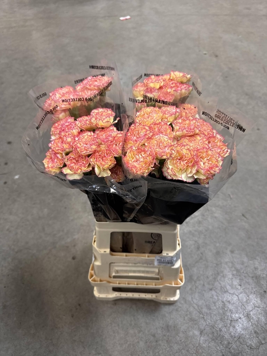 <h4>DI ST YELLOW VIANA</h4>