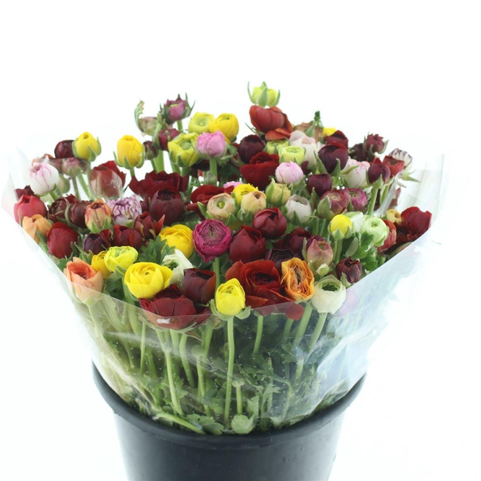 <h4>Ran El Mix In Bunch Extra ( White Paper )</h4>