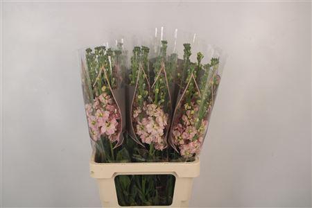 <h4>Matth Phant Apricot</h4>