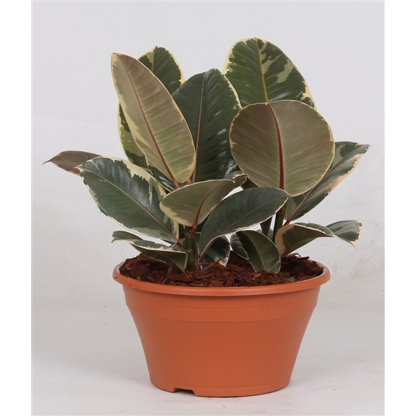 <h4>Ficus elastia 'Tineke'</h4>