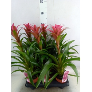 Guzmania   ...