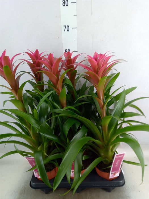<h4>Guzmania   ...</h4>