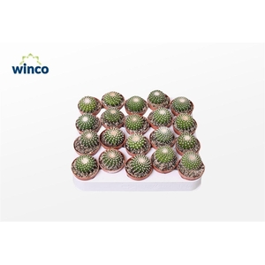 Notocactus Uebelmaniana Inermis