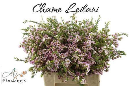 <h4>Chame Leilani 60cm</h4>