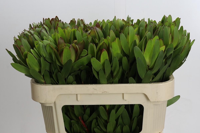 <h4>Leucadendron Goldstrike</h4>