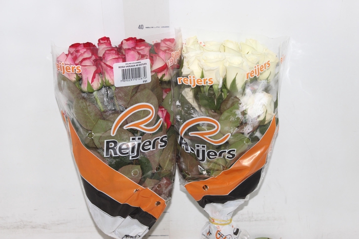 <h4>ROSA VARIADA 040 CM ESTUFA</h4>