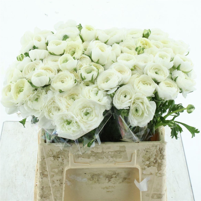 <h4>Ran El White Extra</h4>