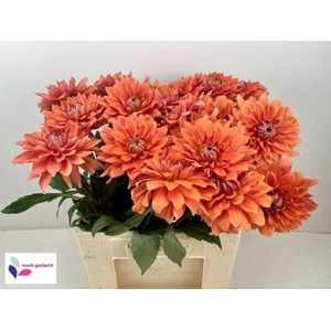 DAHLIA  'DAZZ JOLIEN'