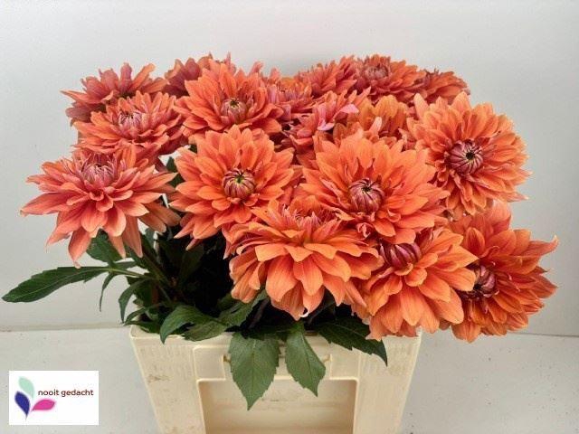 <h4>DAHLIA  'DAZZ JOLIEN'</h4>