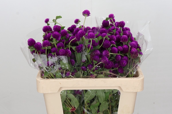 Gomphrena Purple Spray