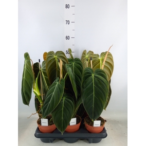 Philodendron melanochrysum