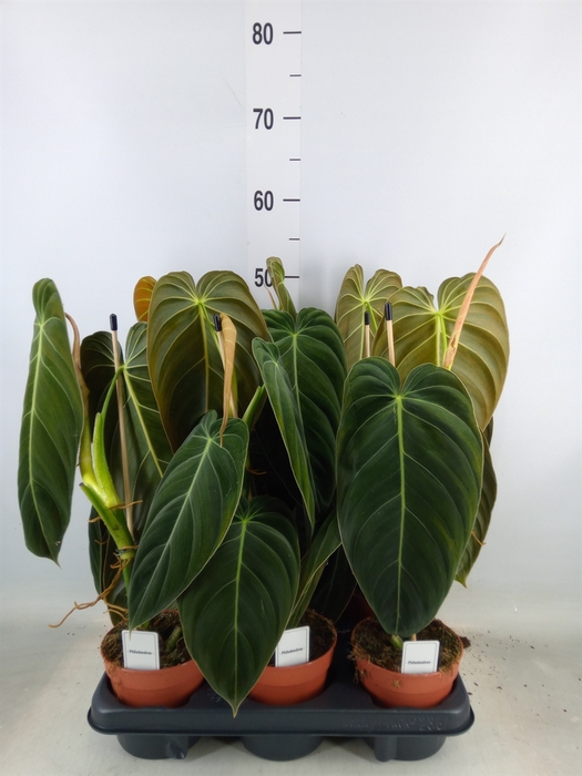 <h4>Philodendron melanochrysum</h4>
