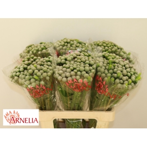 BRUN AYOBA SILV MOON