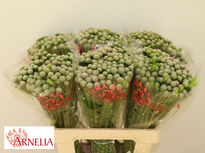 <h4>BRUN AYOBA SILV MOON</h4>