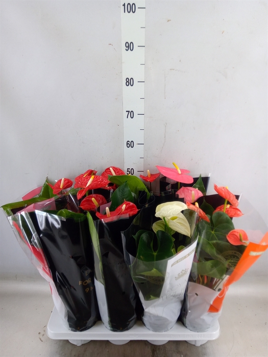 <h4>Anthurium   ...mix</h4>
